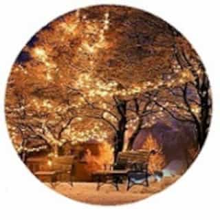 Lights on Trees