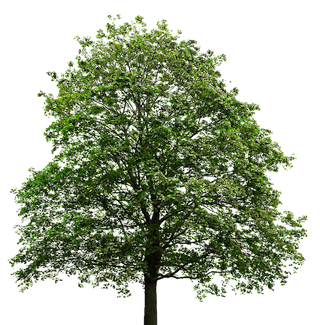 Maple Tree