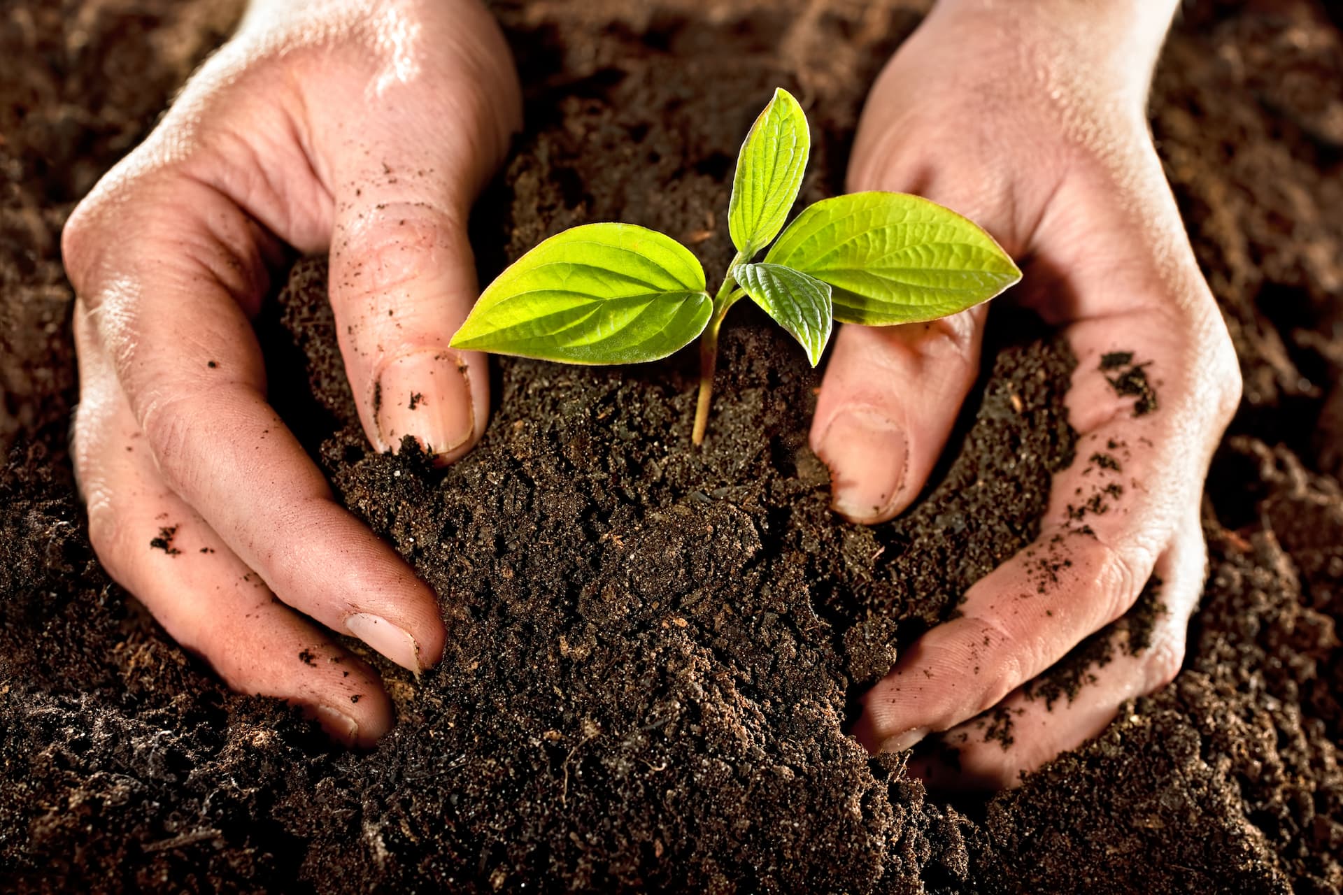 Compost Soil