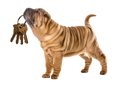 Doggy Keys