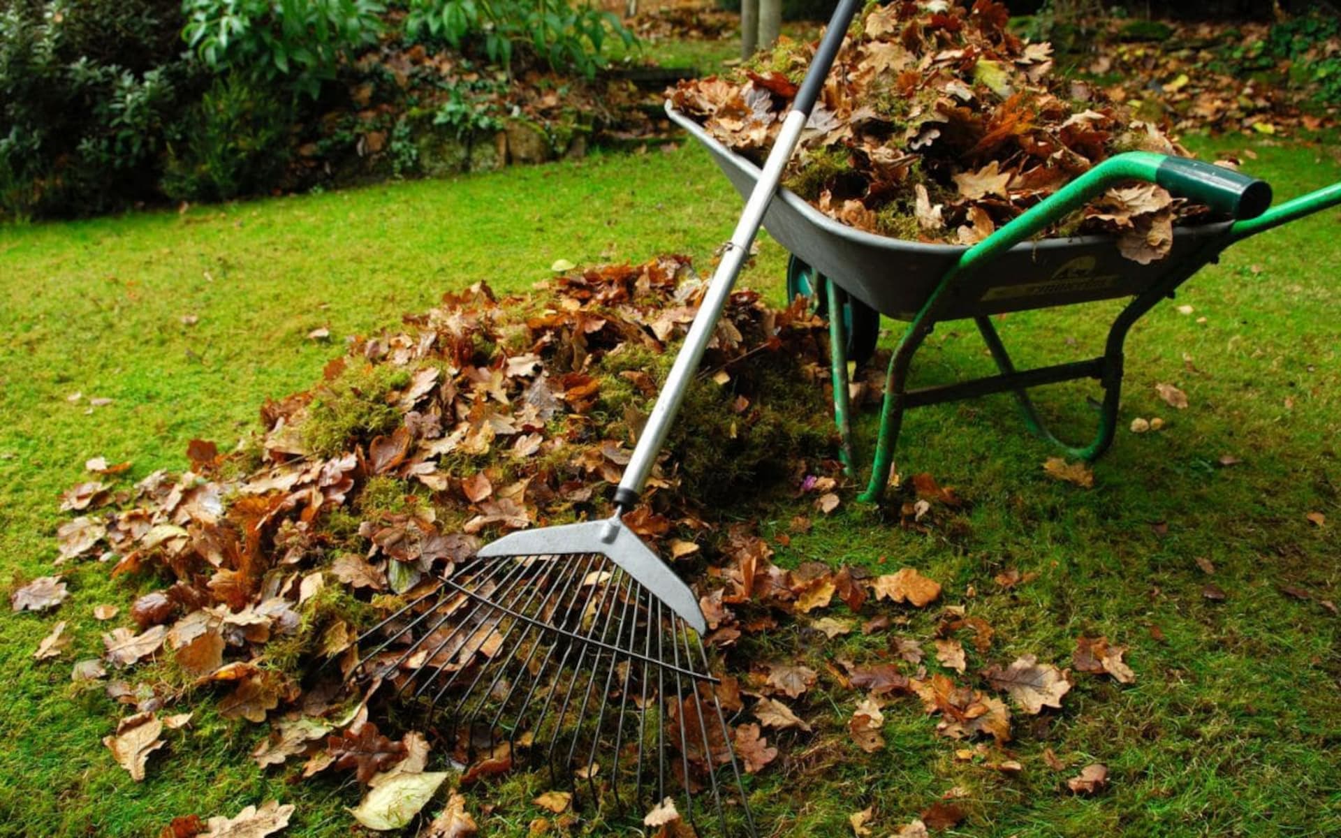 Rake Leaves