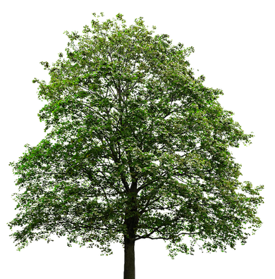 Maple Tree