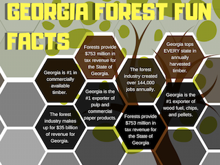 Georgia Forest Fun Facts