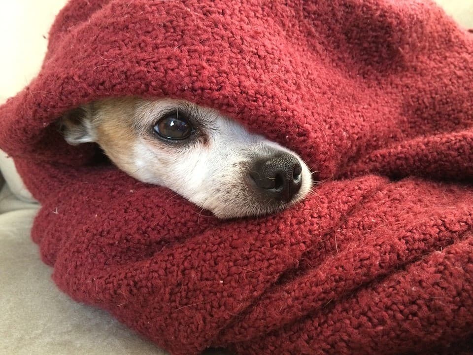 Pup in a blanket